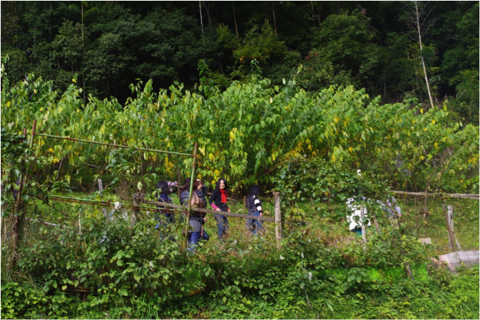奈良県吉野郡の楮畑